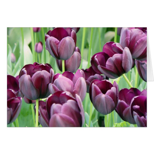 Paarse Tullips (Voorkant Horizontaal)