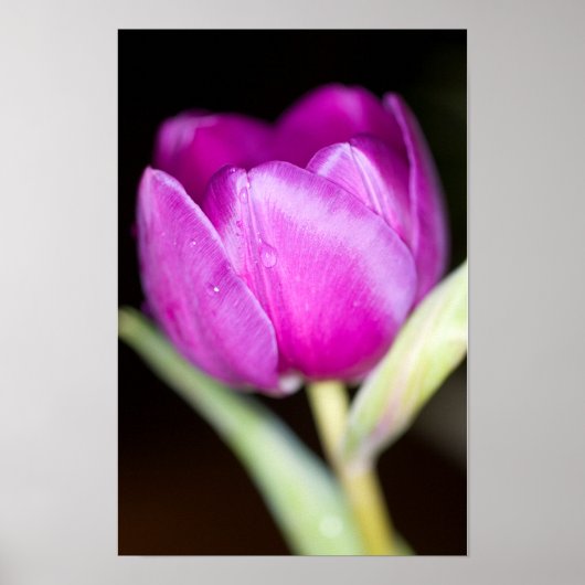 Paarse tulp bloem Poster (Voorkant)