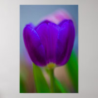 Paarse tulp bloem Poster