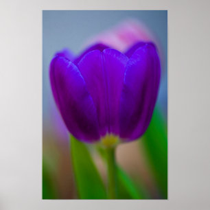 Paarse tulp bloem Poster