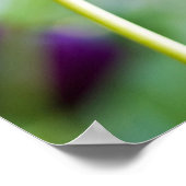 Paarse tulp bloem Poster (Hoek)