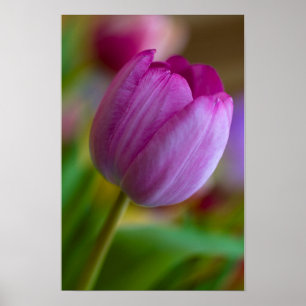Paarse tulp bloem Poster