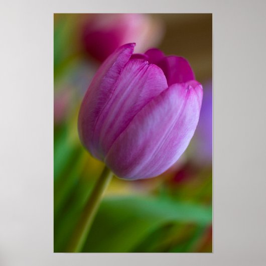 Paarse tulp bloem Poster (Voorkant)