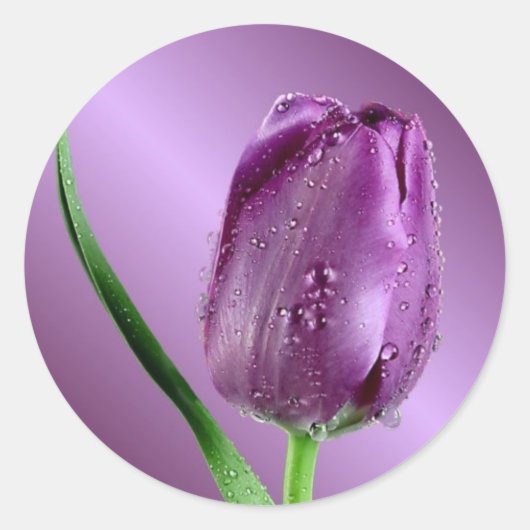 paarse tulp met regendruppels ronde sticker (Voorkant)