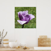 Paarse tulp poster (Keuken)