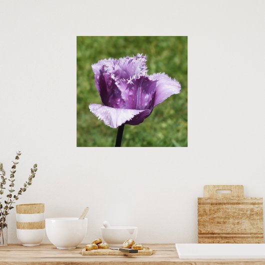 Paarse tulp poster (Keuken)