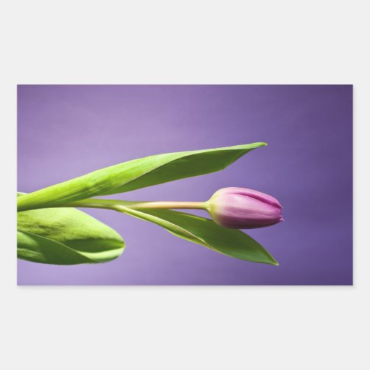 Paarse tulp rechthoekige sticker (Voorkant)