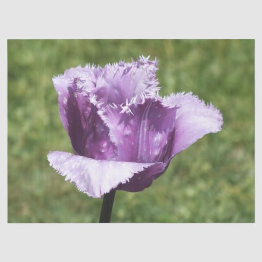 Paarse tulp tissuepapier (Voorkant)