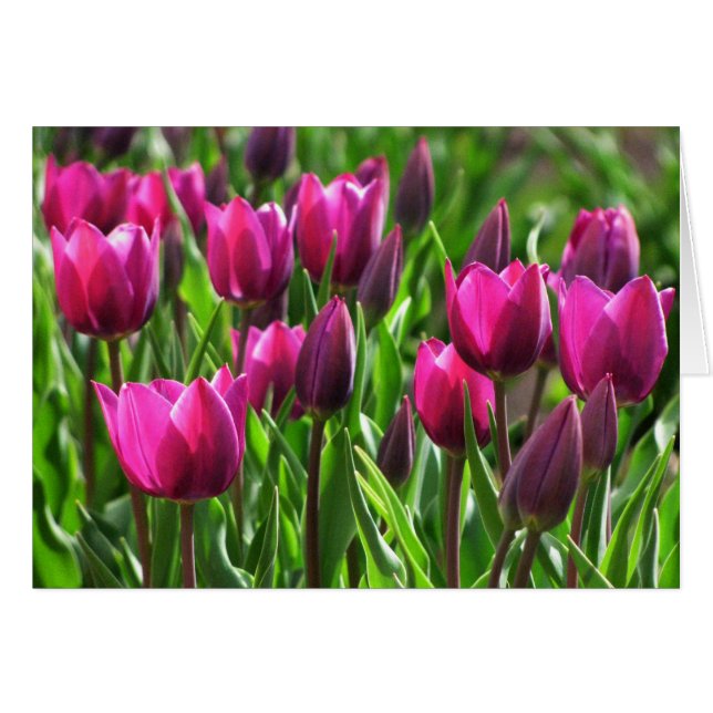Paarse Tulpen (Voorkant Horizontaal)