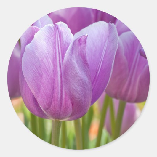 Paarse tulpen bloeien in het voorjaar ronde sticker (Voorkant)