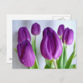 Paarse Tulpen Briefkaart (Voorkant / Achterkant)