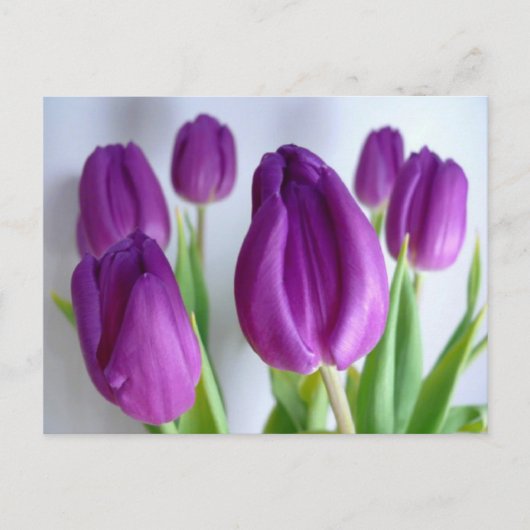 Paarse Tulpen Briefkaart (Voorkant)