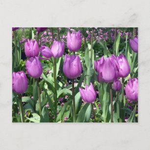paarse tulpen briefkaart