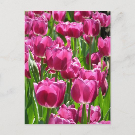 Paarse Tulpen Briefkaart (Voorkant)