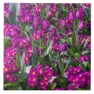 Paarse tulpen en sleutelbloemen ceramiektegel tegeltje