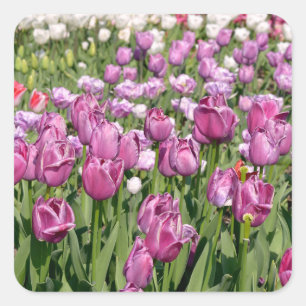 Paarse tulpen in briefkaart van tuinen vierkante sticker