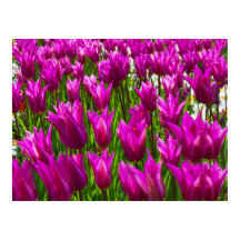Paarse tulpen in Keukenhof, Holland afdruk