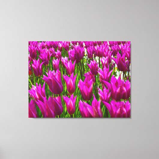Paarse tulpen in Keukenhof Holland Premium Wrapped Canvas Afdruk (Voorkant)