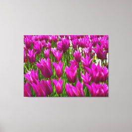Paarse tulpen in Keukenhof Holland Premium Wrapped Canvas Afdruk