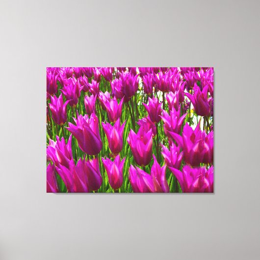 Paarse tulpen in Keukenhof Holland Premium Wrapped Canvas Afdruk (Voorkant)