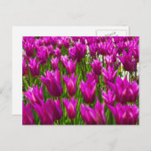 Paarse Tulpen in Keukenhof, Holland Wall Briefkaar Briefkaart (Voorkant / Achterkant)