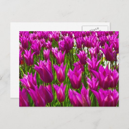 Paarse Tulpen in Keukenhof, Holland Wall Briefkaar Briefkaart (Voorkant / Achterkant)