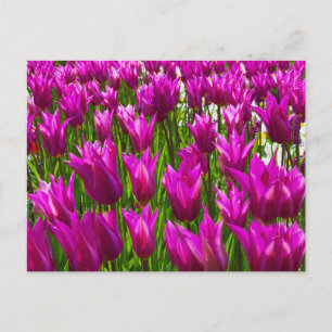 Paarse Tulpen in Keukenhof, Holland Wall Briefkaar Briefkaart