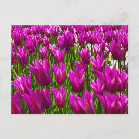 Paarse Tulpen in Keukenhof, Holland Wall Briefkaar Briefkaart (Voorkant)