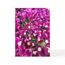 Paarse Tulpen Lege Kaart