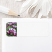 Paarse tulpen, lente Adresetiketten Etiket (Insitu)