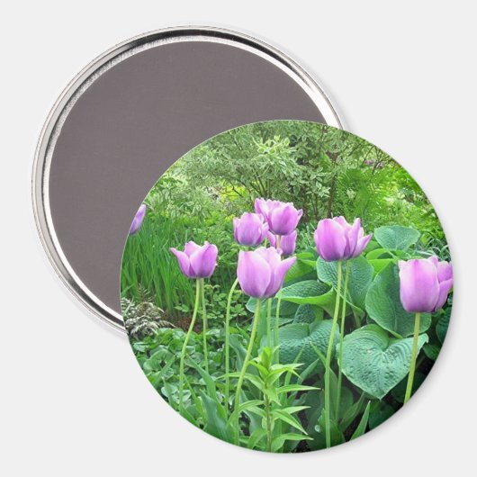 Paarse Tulpen Magneet (Voorkant / Achterkant)