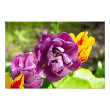 Paarse tulpen op een zonnige dag