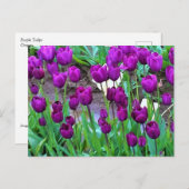Paarse Tulpen, Oregon Briefkaart (Voorkant / Achterkant)