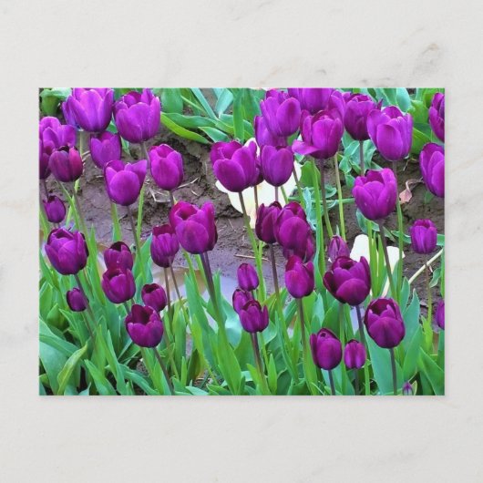 Paarse Tulpen, Oregon Briefkaart (Voorkant)