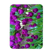 Paarse Tulpen, Oregon Magneet (Verticaal)