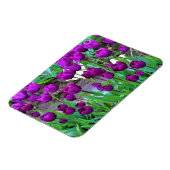 Paarse Tulpen, Oregon Magneet (Linkerzijde)