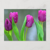  Paarse Tulpen Paas Briefkaart (Voorkant)