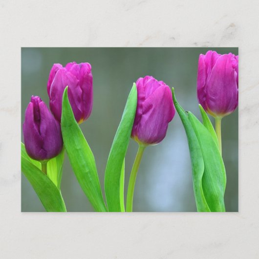 Paarse Tulpen Paas Briefkaart (Voorkant)