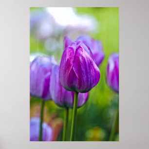 Paarse Tulpen Poster