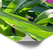 Paarse Tulpen Poster (Hoek)