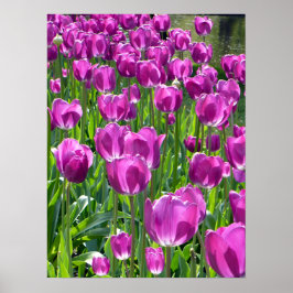 Paarse Tulpen Poster