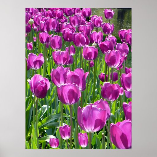 Paarse Tulpen Poster (Voorkant)