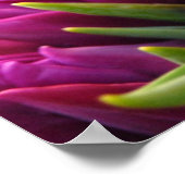 Paarse Tulpen Poster (Hoek)