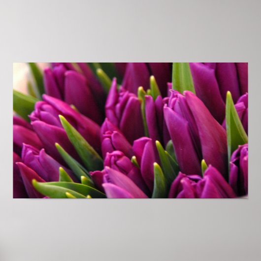 Paarse Tulpen Poster (Voorkant)