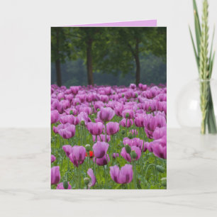 PAARSE TULPEN SYMPATHIE ROUWKAARTEN KAART