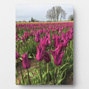 Paarse Tulpen ter plaatse Fotoplaat