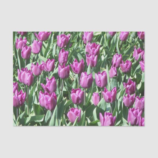  Paarse Tulpen Tissuepapier (Voorkant)