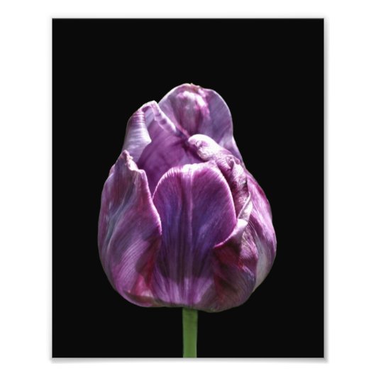 Paarse Tulpenbloem 8x10 Foto Afdruk (Voorkant)