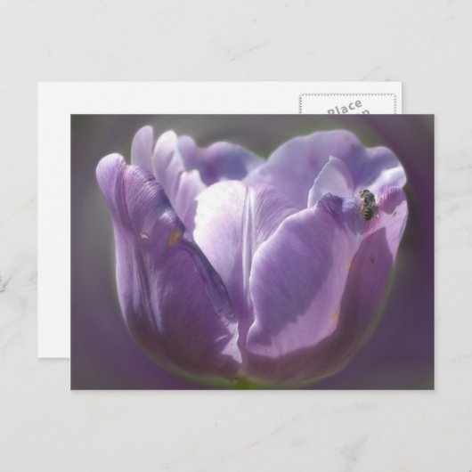 Paarse tulpventiel en bijen briefkaart (Voorkant / Achterkant)