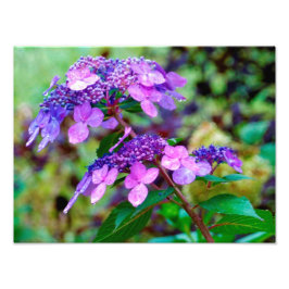 Paarse Twist and Shout Hortensia Bloem Foto Afdruk